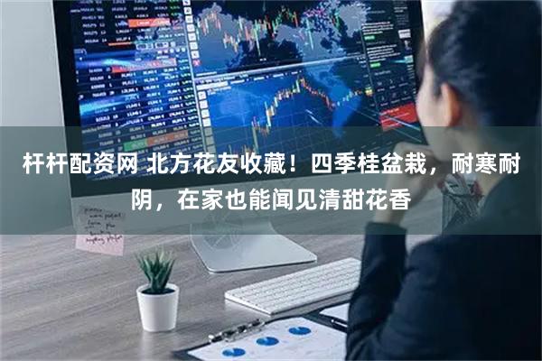 杆杆配资网 北方花友收藏！四季桂盆栽，耐寒耐阴，在家也能闻见清甜花香